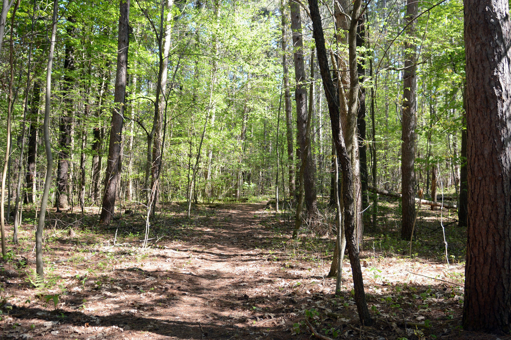 West Baraboo Village Forest